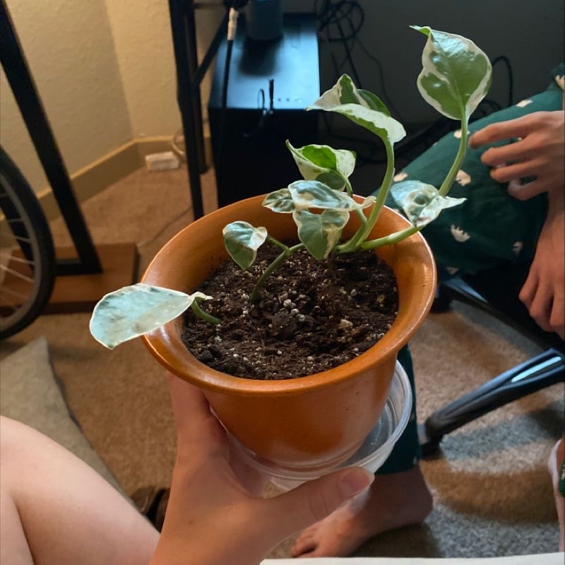 Photo of the plant species Yellow Wildflowers by Emma named Earl Sweatshirt on Greg, the plant care app