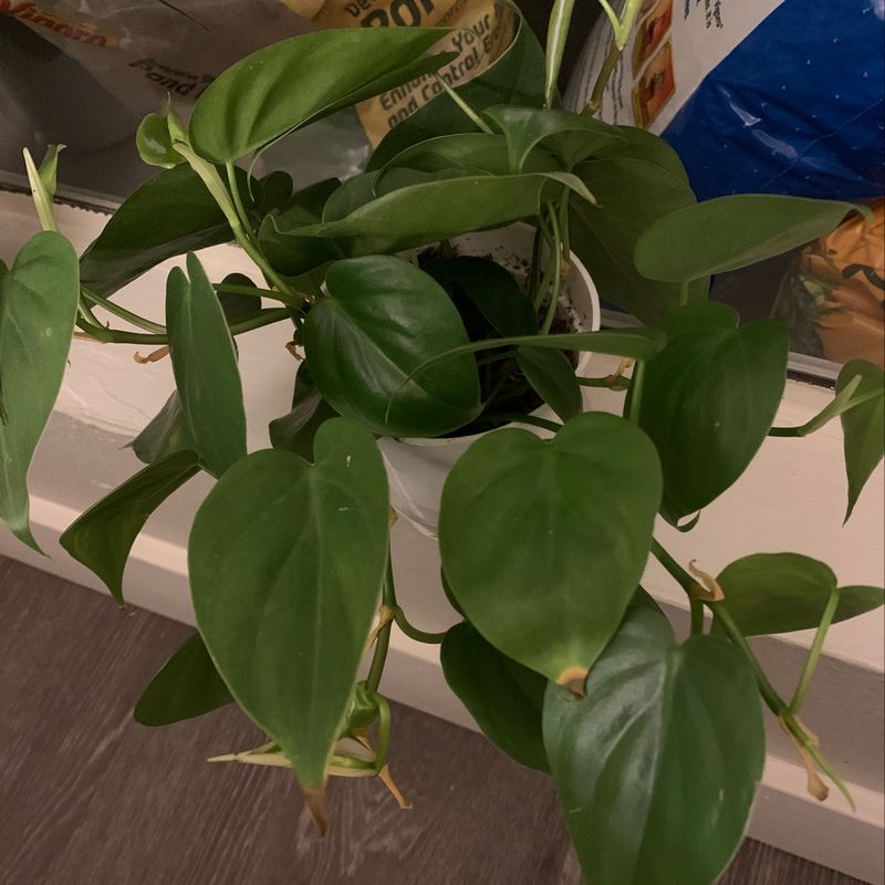 Plant care for Microgramma brunei on Greg, the plant care app