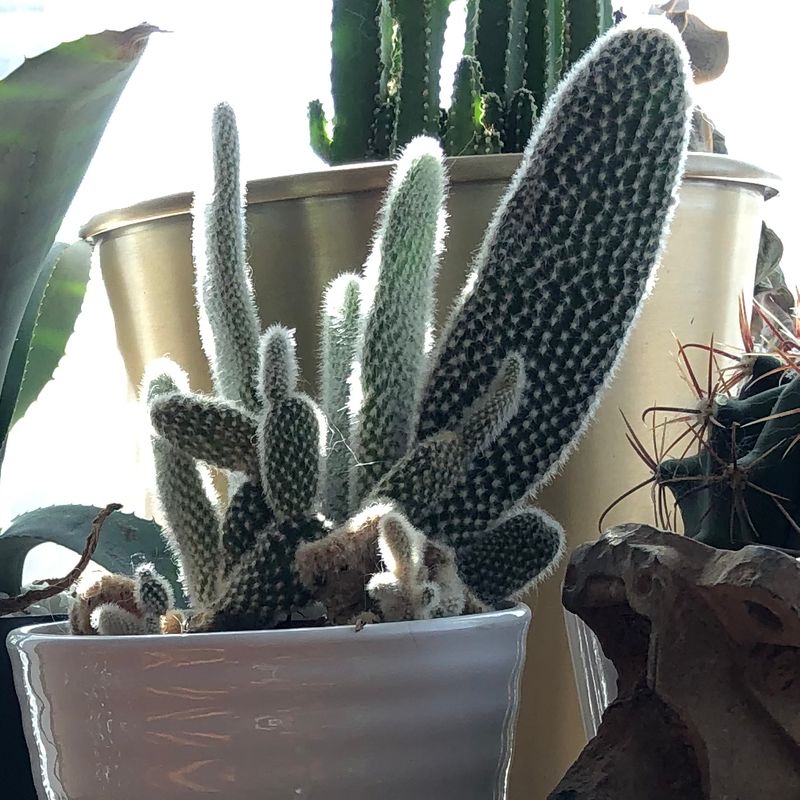 Plant care for Silver Streak Plant on Greg, the plant care app