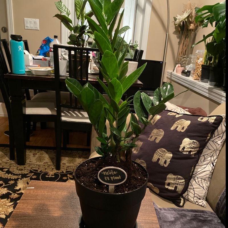 Why Is My Zz Plant Not Doing Well?