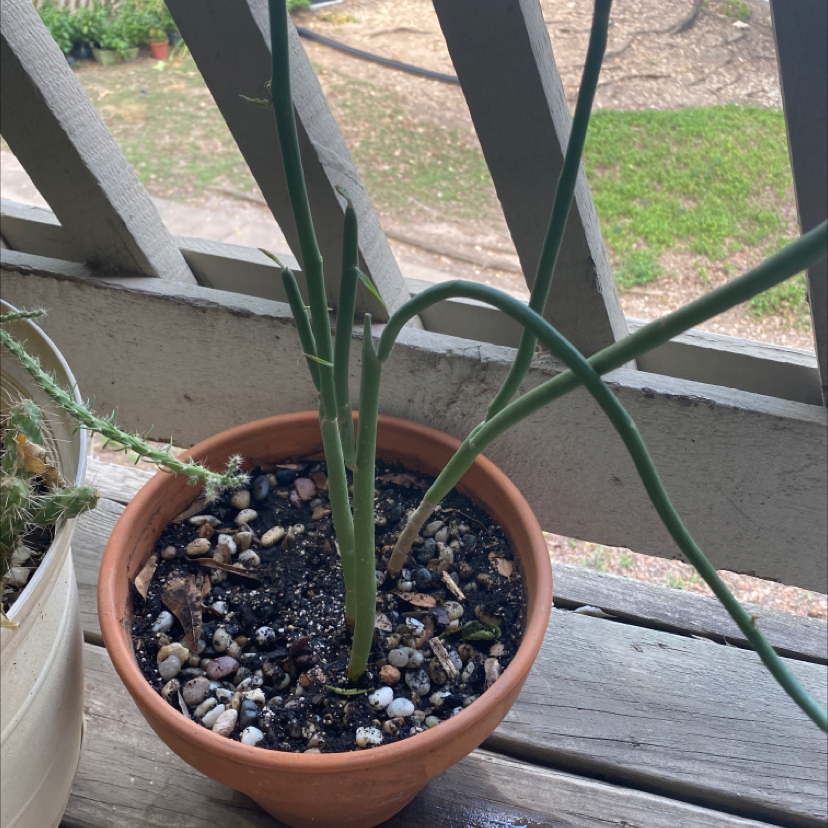 Pencil Cactus in a terracotta pot with visible soil and healthy green stems.