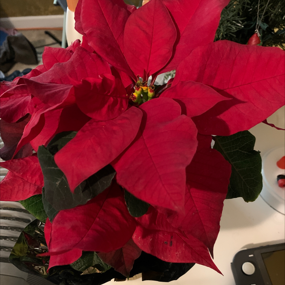 Poinsettia plant with vibrant red and green leaves, well-framed and in focus.