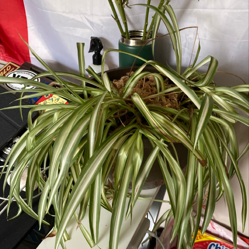 Spider Plant with green and white striped leaves in a pot, soil visible.