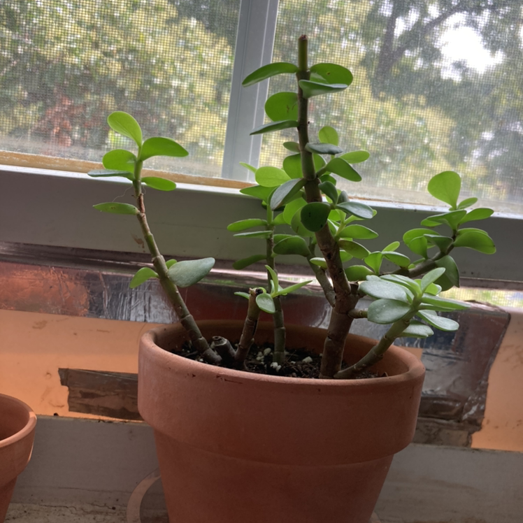 Potted Jade plant with multiple stems and healthy green leaves near a window.