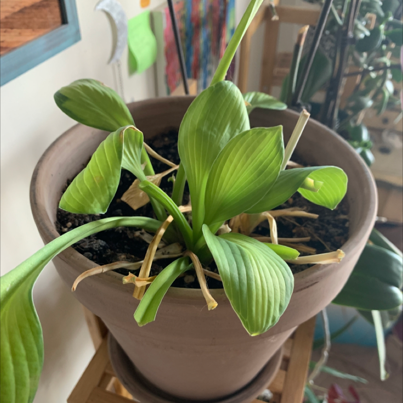 A healthy Ti plant in a pot with green, lance-shaped leaves showing subtle variegation and slight browning on the tips.
