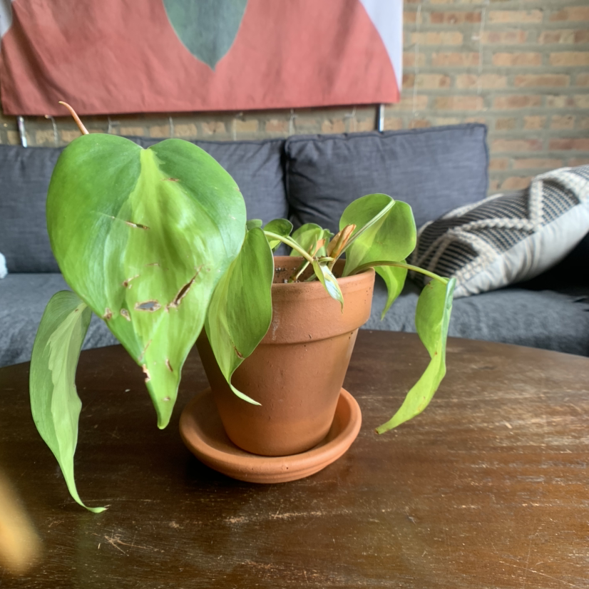A thriving potted heartleaf philodendron plant with lush green heart-shaped leaves, sitting on a wooden table indoors.
