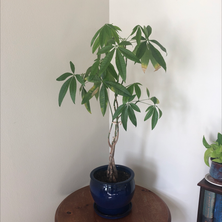 Healthy money tree plant with braided trunk and lush green leaves in a blue ceramic pot, sitting on a wooden table.