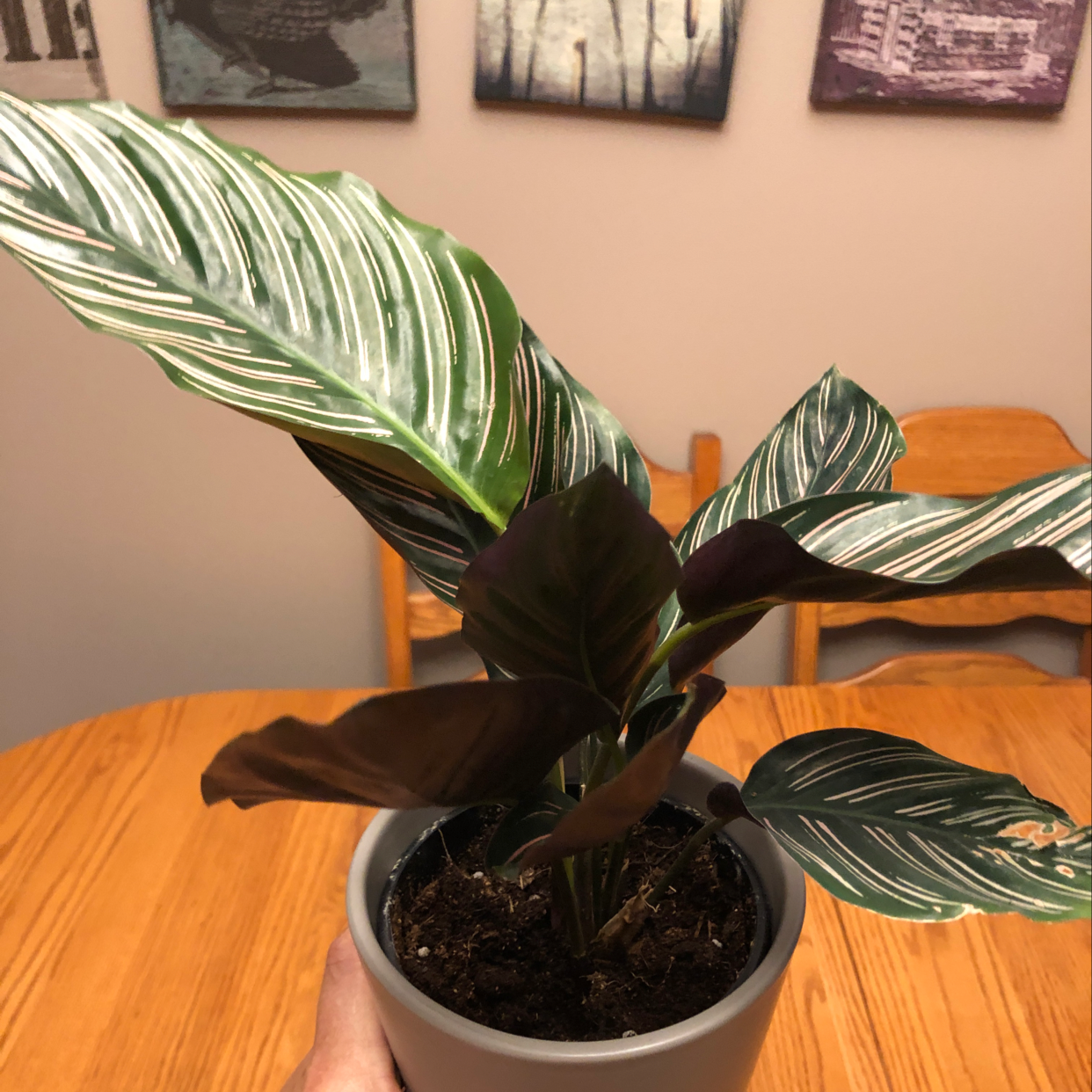 Pinstripe Calathea plant in a pot with distinctive white-striped leaves, placed on a wooden table.