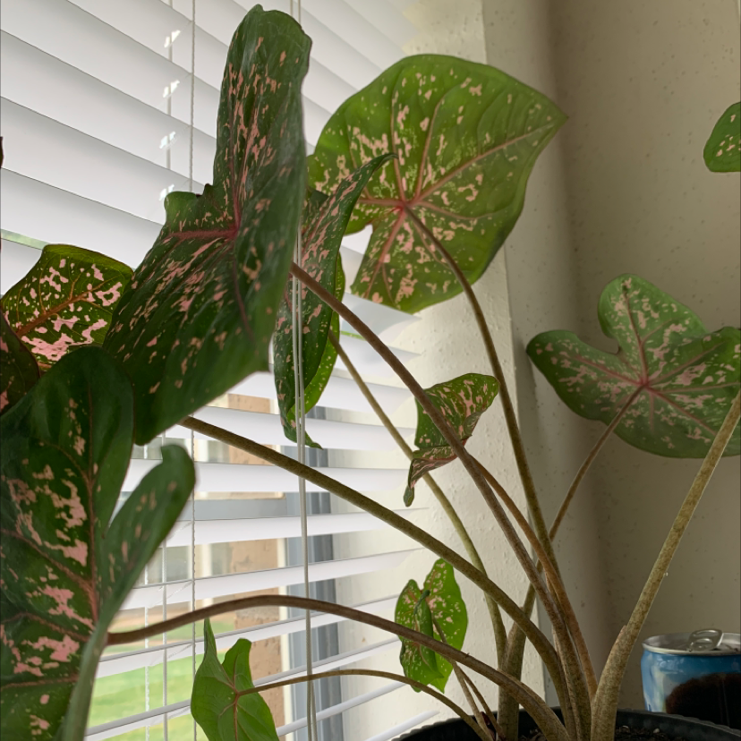 Healthy, vibrant Caladium bicolor (Heart of Jesus) plant with large variegated heart-shaped leaves in shades of green, pink and red.