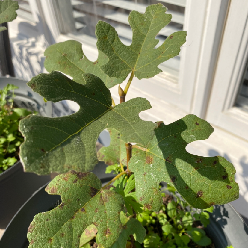 Brown Turkey Fig plant with lobed leaves and visible black spots, well-framed and centered.