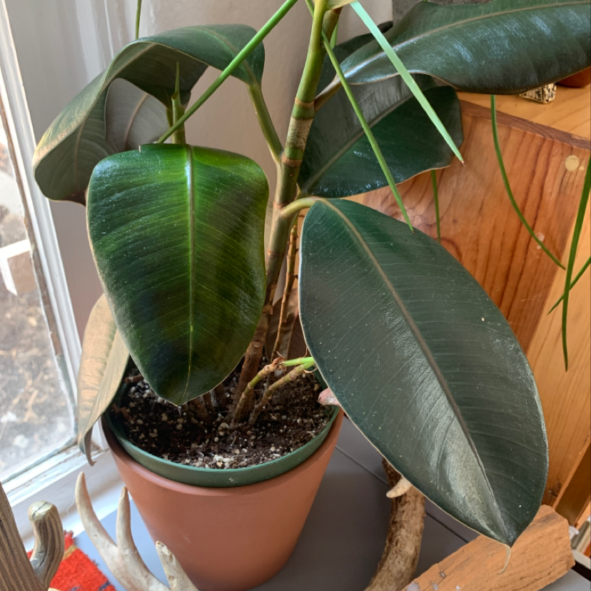 Healthy rubber plant with large glossy green leaves in a terracotta pot on a wooden surface.