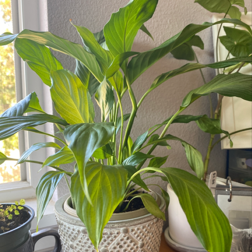 Healthy peace lily plant in ceramic pot on window sill, leaves show slight yellowing at tips.