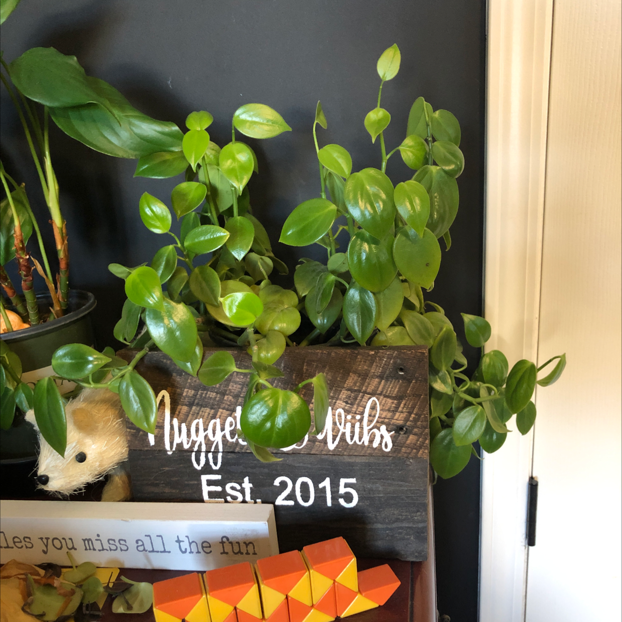 Healthy Vining Peperomia in a wooden box planter with a bunny figurine and sign reading 