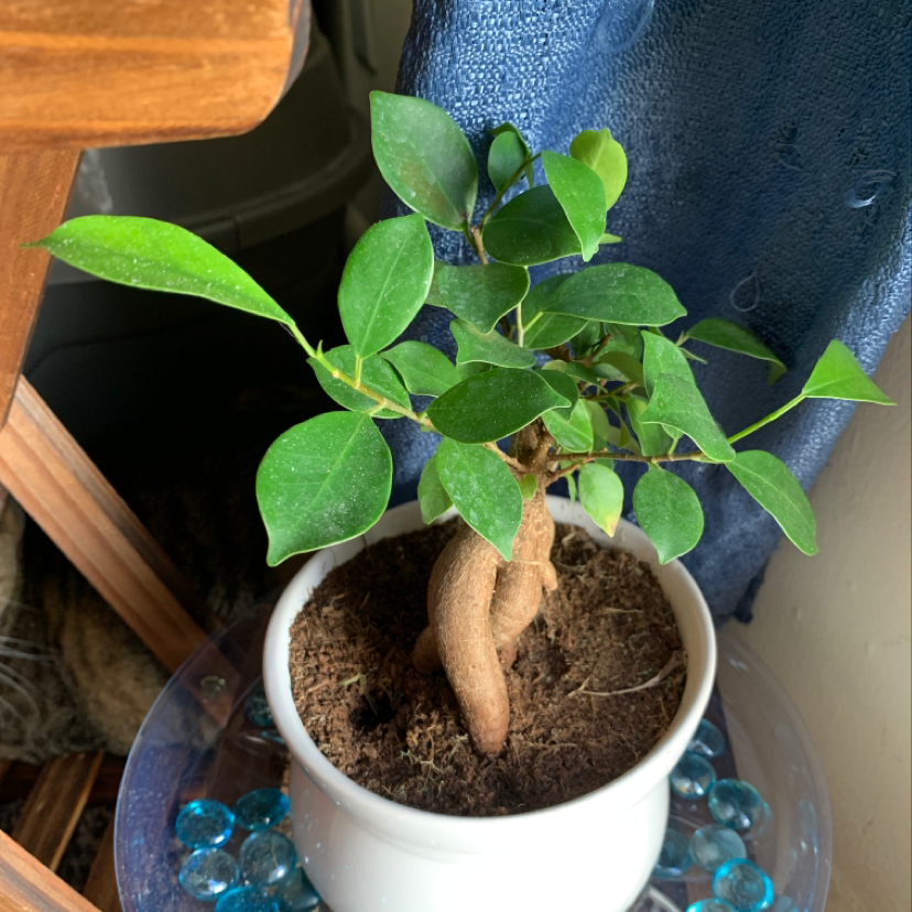 💧 How Much Humidity Does My Ficus Ginseng Need?