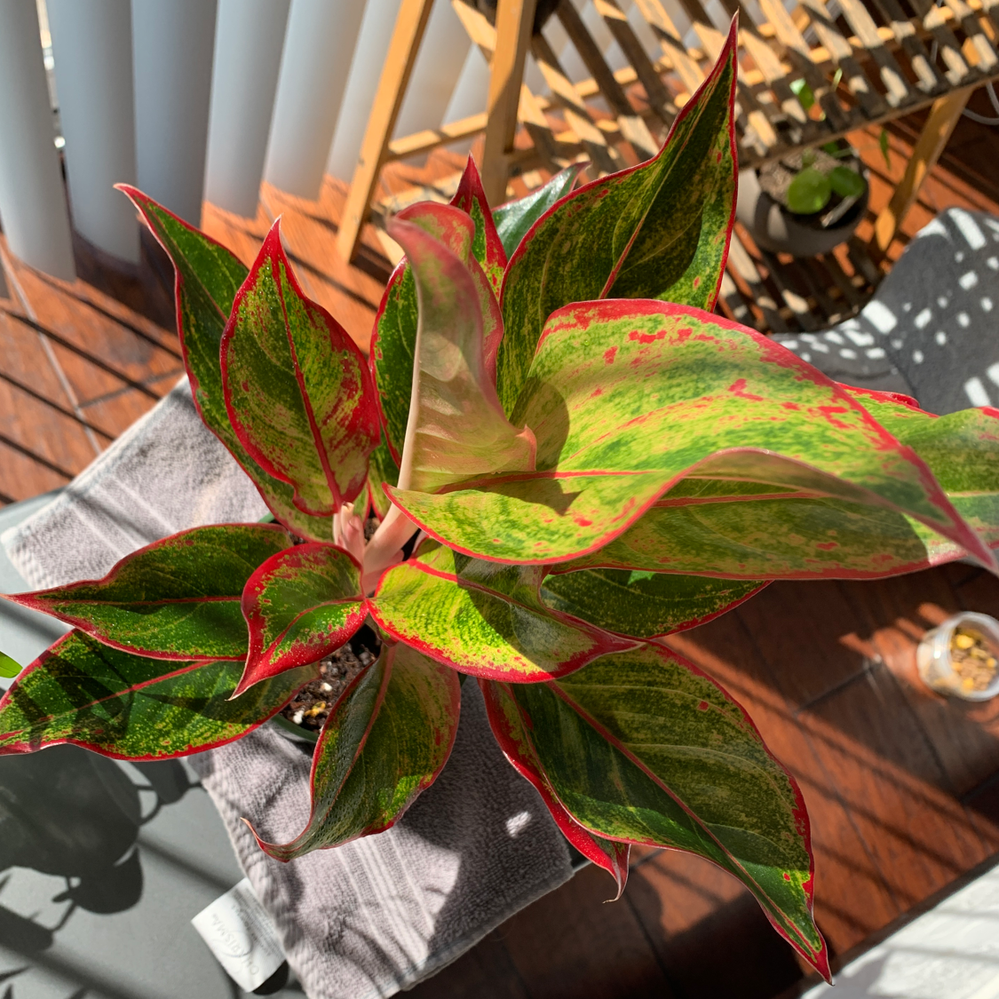 Healthy, vibrant red and green variegated Cockscomb plant with ruffled leaves, photographed from above on wooden surface.