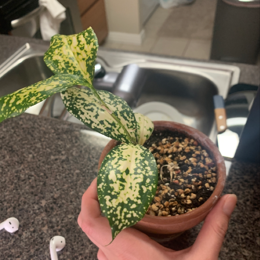 Hands holding a healthy Gold Dust Dracaena plant in a small brown pot, showing its distinctive spotted yellow and green leaves.