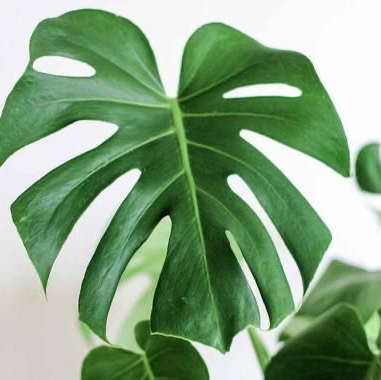 Photo of the plant species Monstera by @michelaguilar named Monstera on Greg, the plant care app