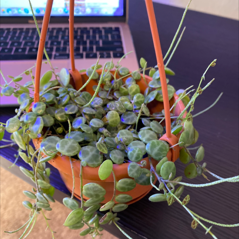 Thriving variegated Chain of Hearts plant in hanging basket, long trailing vines with heart-shaped leaves in shades of green, silver and purple.