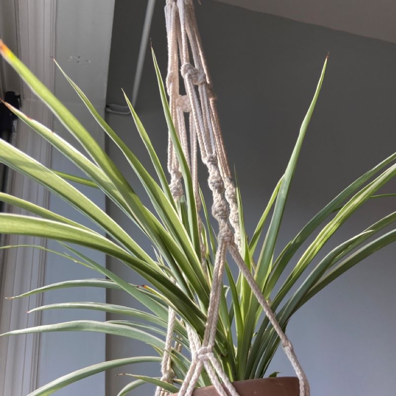 Spider Plant 'Variegatum’ plant photo by @chelseus named AJ on Greg, the plant care app.