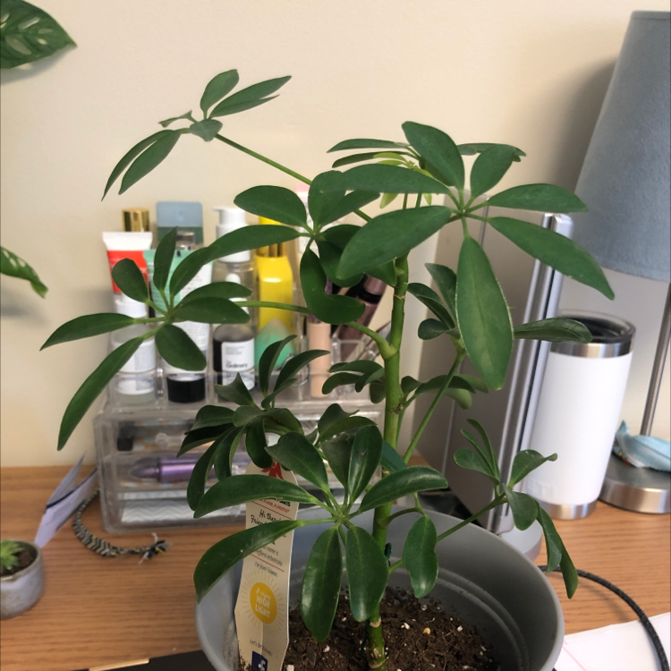 Healthy Dwarf Umbrella Tree houseplant with shiny dark green compound leaves, growing in a black plastic pot on a wooden surface.
