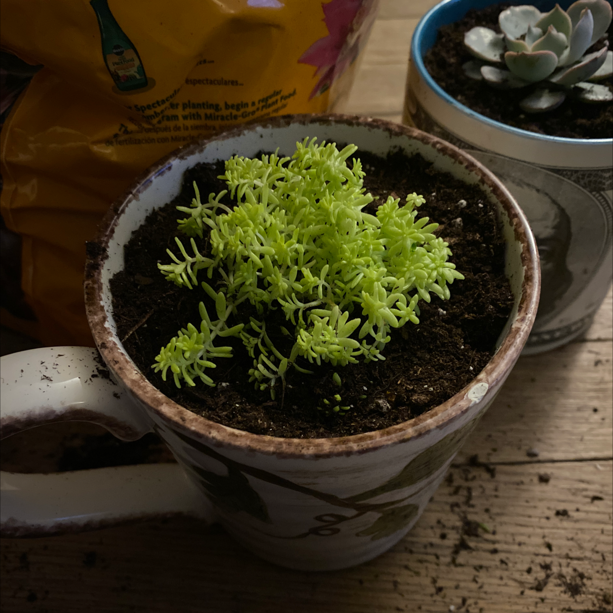 Jenny's Stonecrop plant in a cup with soil visible, another plant in the background.