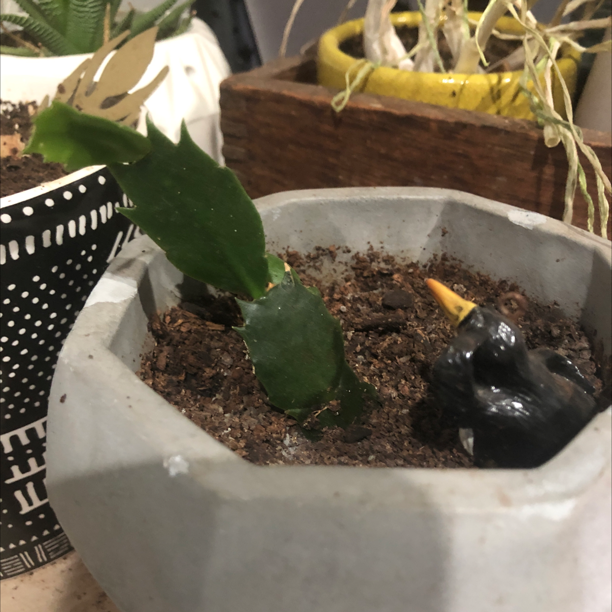 Brazilian Pricklypear plant in a pot with visible soil and green leaves.
