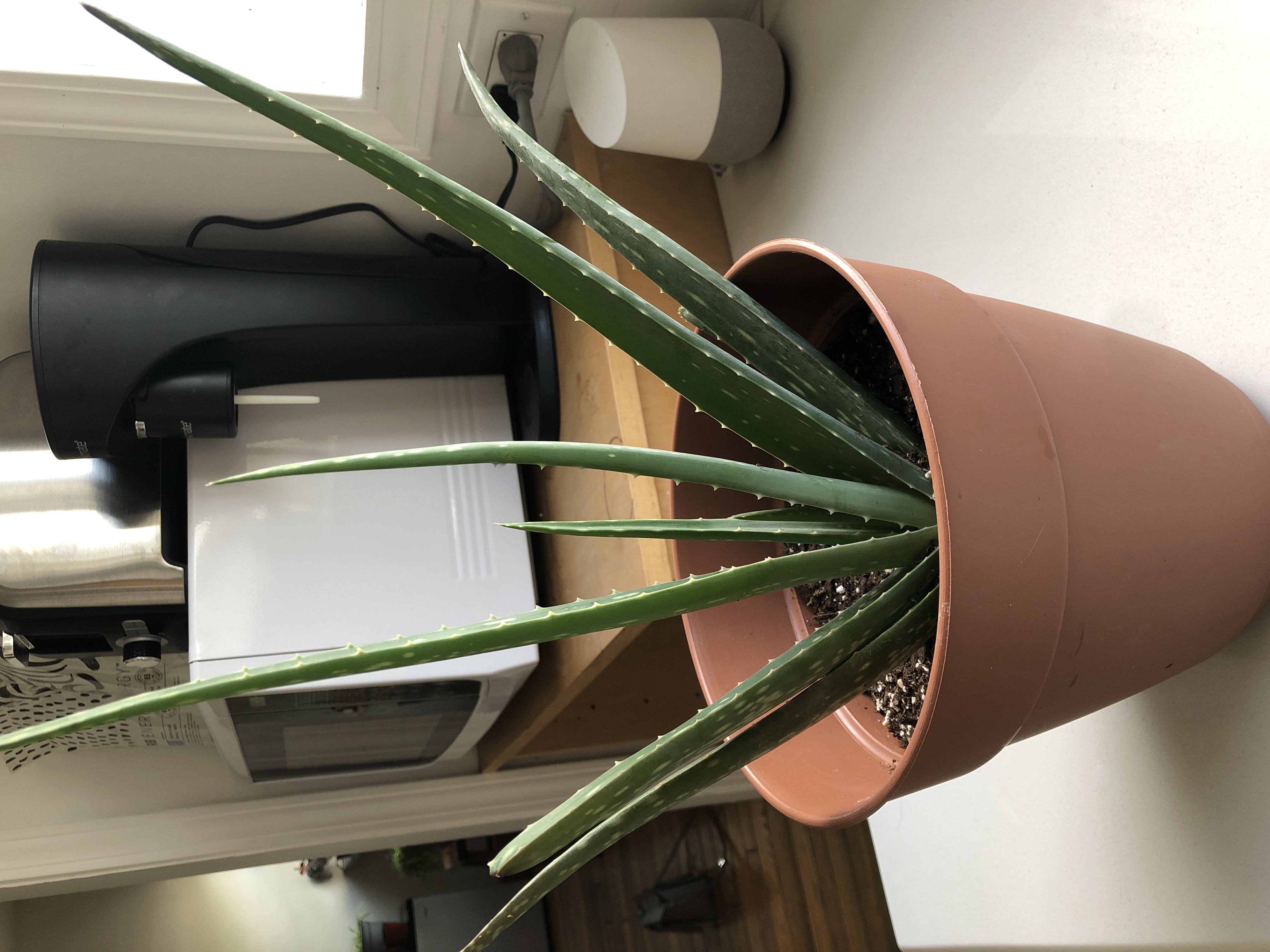 Cylindrical Snake Plant in a pot with green cylindrical leaves and white markings.