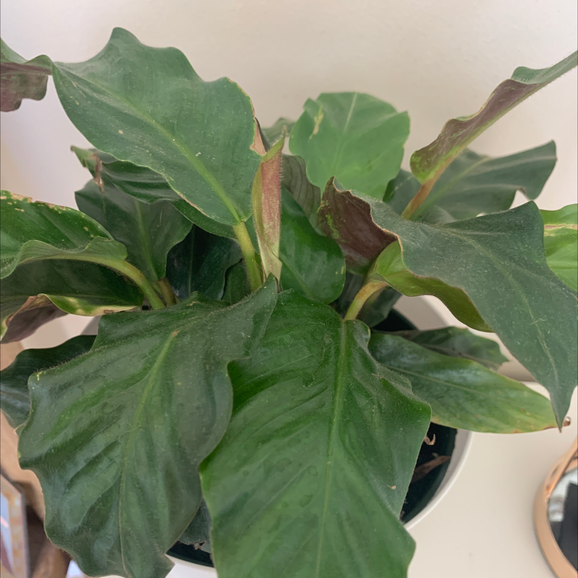 Furry Feather Calathea plant with broad green leaves and some browning edges in a pot.