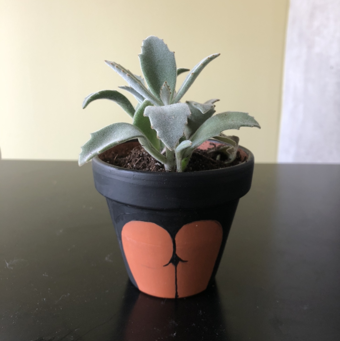 Panda Plant in a small decorative pot, healthy with no visible issues.
