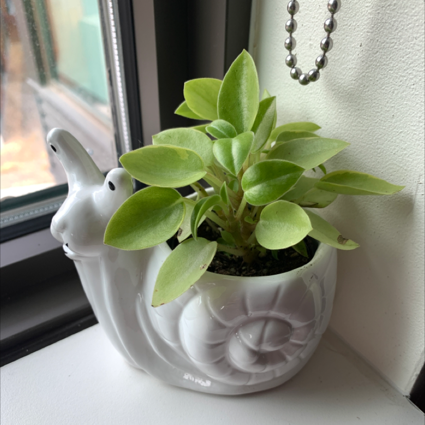 Teardrop Peperomia plant in a snail-shaped pot on a windowsill.