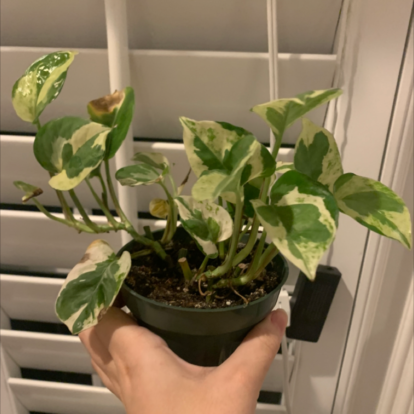 Jade Pothos plant photo by @mymybirdie named da Vinci on Greg, the plant care app.