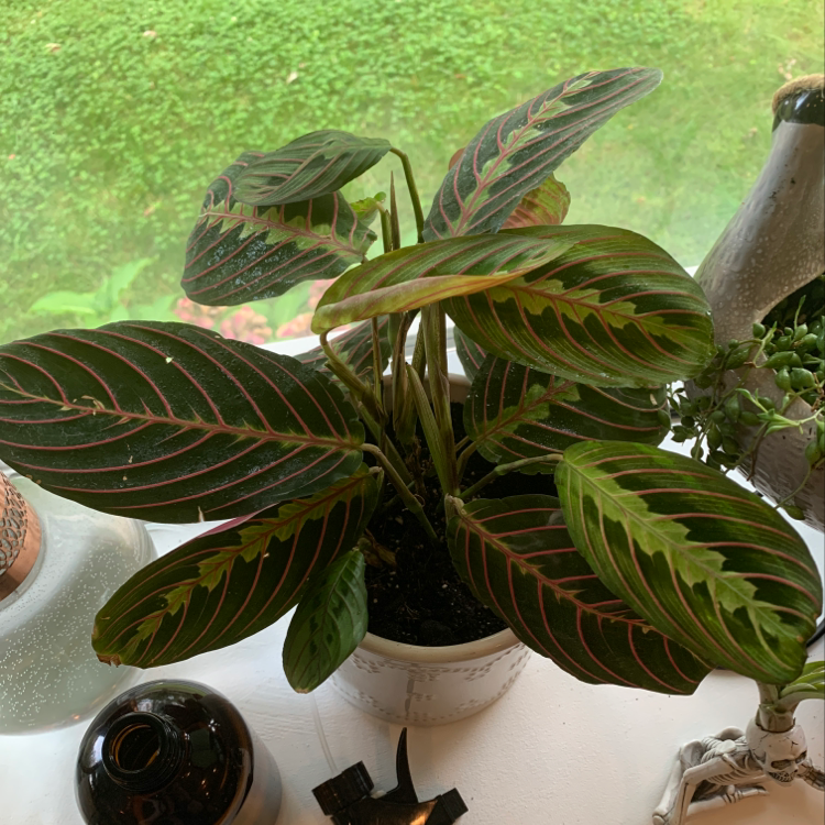 Photo of the plant species Moses In A Boat Tricolor by Kira named Prayer Plant on Greg, the plant care app