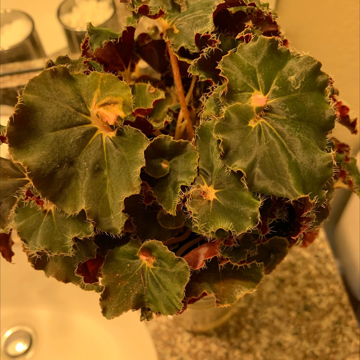 Tuberous Begonia plant with yellowing and browning leaves on a countertop.