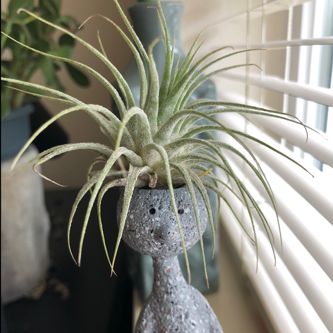 Healthy Blushing Bride air plant with long, curving green leaves in a decorative pot, well-framed but slightly out of focus.