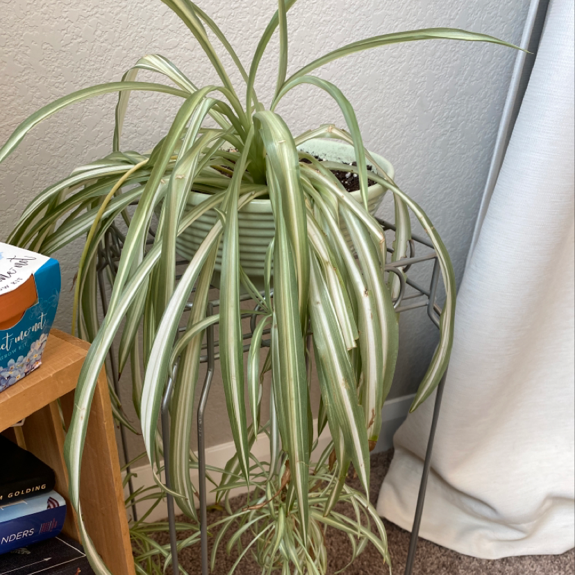 Spider Plant plant photo by @Mia named Your plant on Greg, the plant care app.