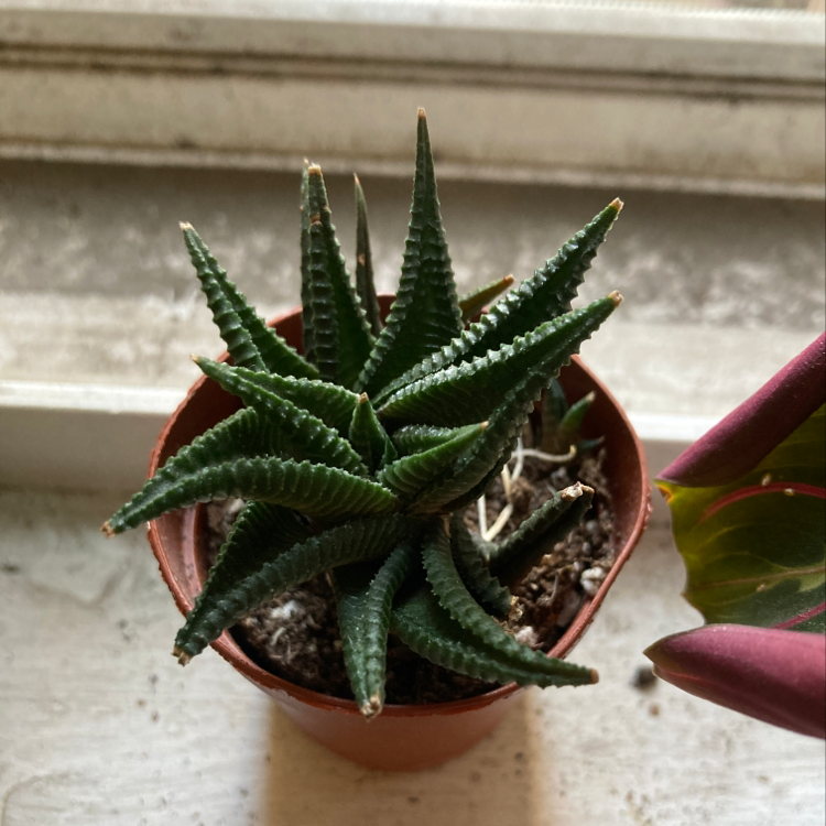 Healthy potted Haworthia truncata succulent with thick, jagged green leaves held in a hand against a white background.