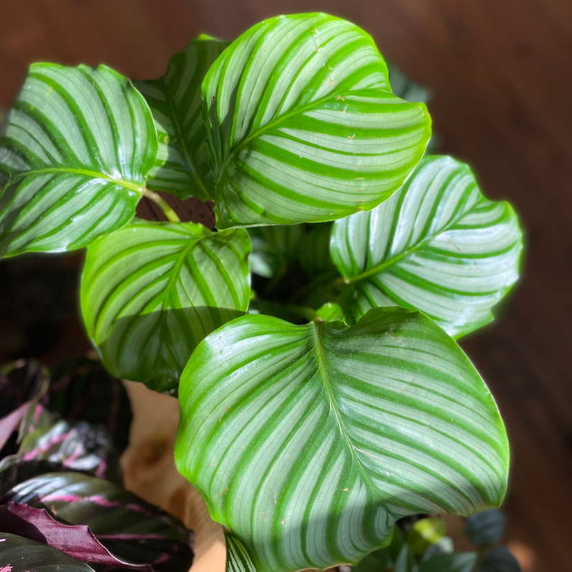 How Do I Propagate My Calathea Orbifolia?