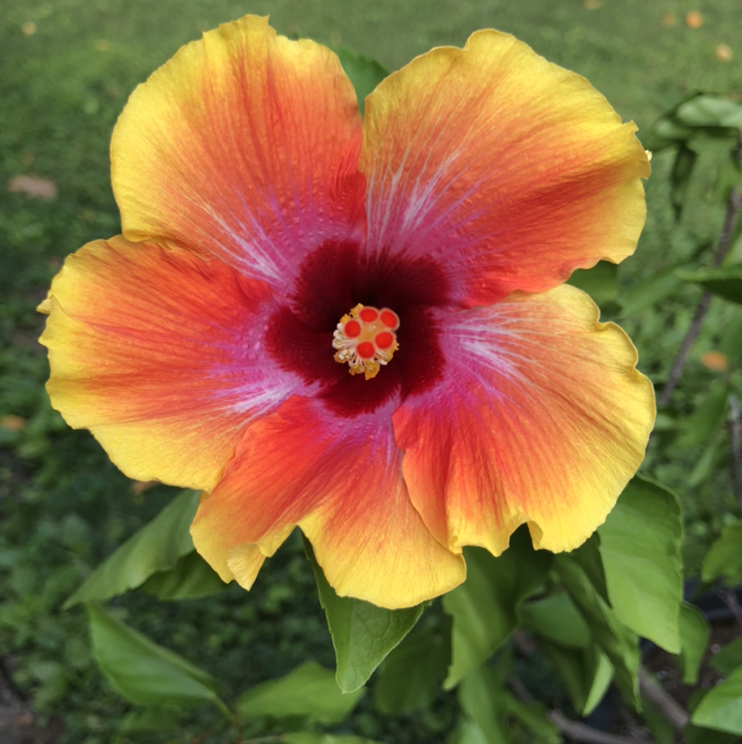 Vibrant Chinese Hibiscus flower with yellow and red petals, healthy green leaves.