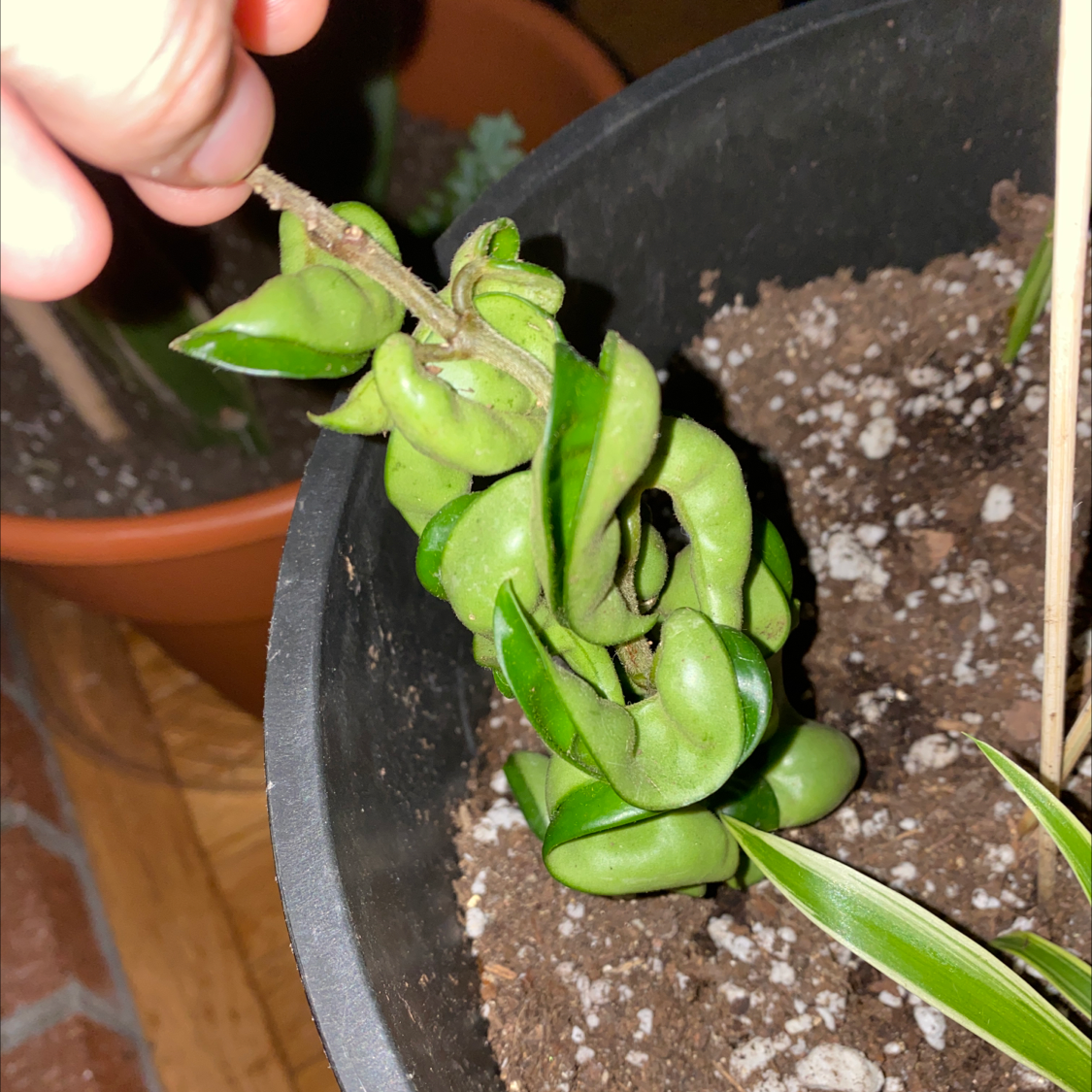 Plant care for Lavender on Greg, the plant care app