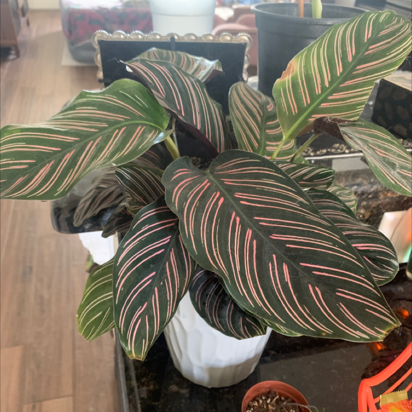 Pinstripe Calathea with pink stripes on dark green leaves in a white pot indoors.