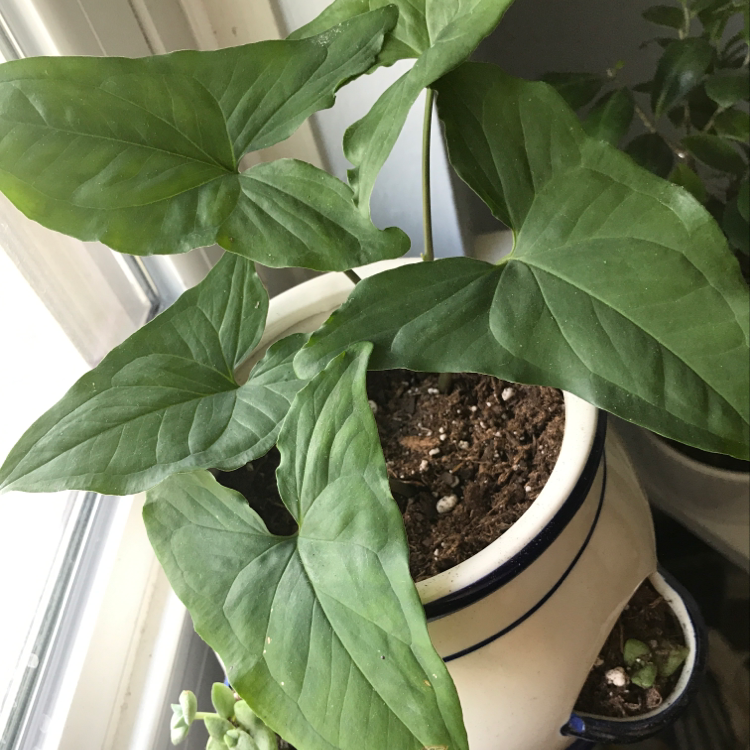 Healthy Arrowhead Plant with glossy green arrow-shaped leaves in white ceramic pot, soil surface visible.