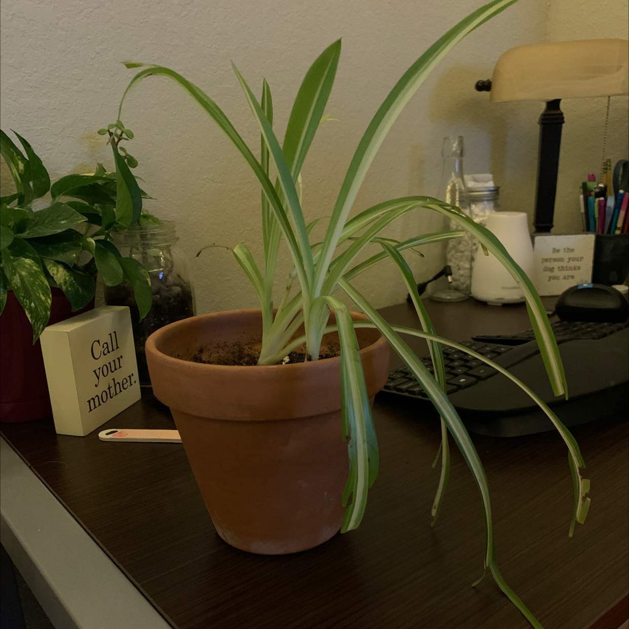 Spider Plant in a terracotta pot on a desk with slightly droopy leaves.