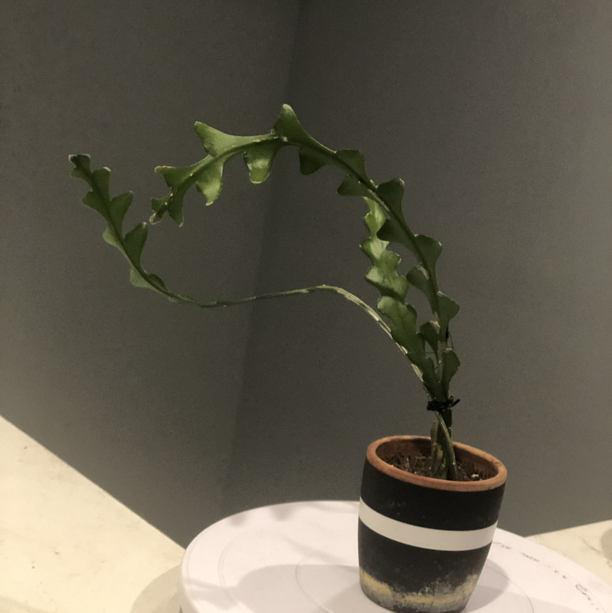 Fishbone Cactus plant photo by Alicia named Xiomara on Greg, the plant care app.