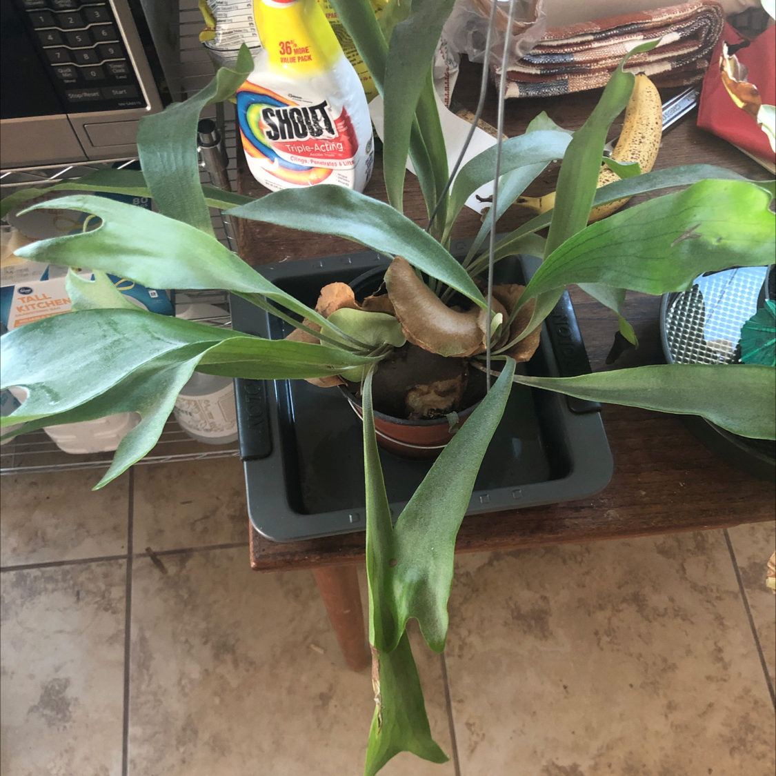 Elkhorn Fern in a pot with some browning at the tips, placed on a tray indoors.