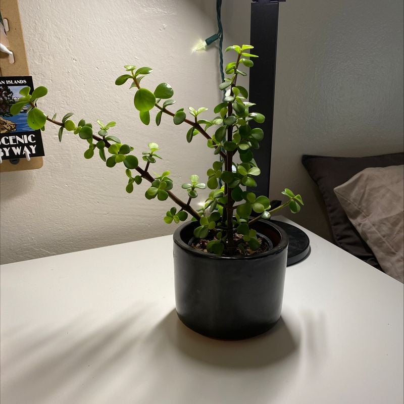 Potted Elephant Bush (Portulacaria afra) on a white surface, healthy green leaves.