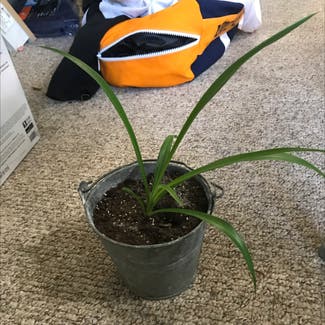 Spider Plant plant in Dowling, Michigan
