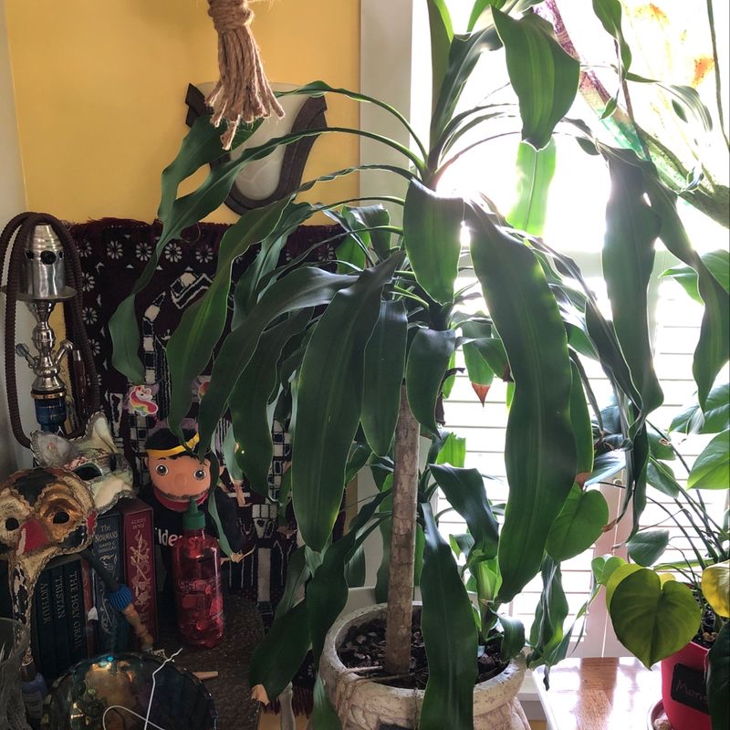 Healthy and thriving Cornstalk Dracaena plant with long, glossy green leaves, surrounded by decorative items in an indoor living space.