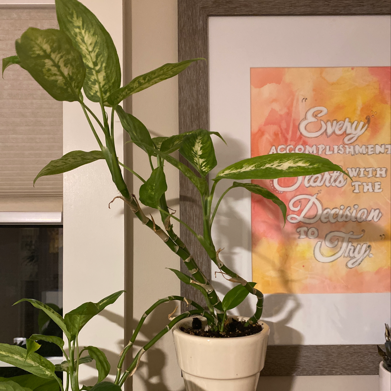 Healthy dieffenbachia plant with green and white variegated leaves in a white ceramic pot, in front of a motivational poster.