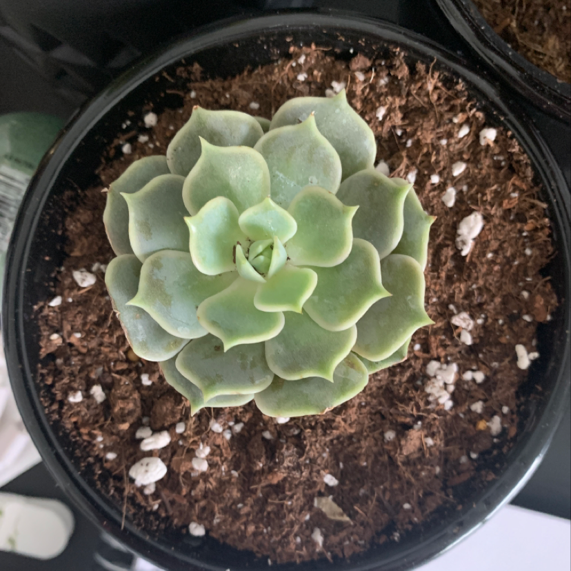 Top view of a healthy Echeveria Runyonii plant in a pot with visible soil.