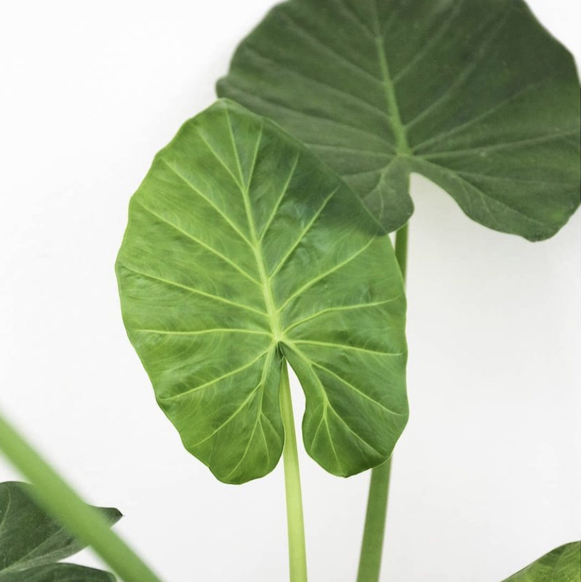 Photo of the plant species Giant Taro by @michelaguilar named Alocasia Macrorrhiza on Greg, the plant care app
